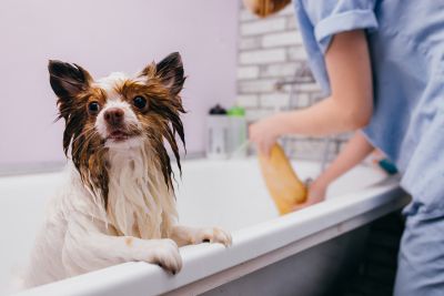 Pet Grooming and Pet Sitting Insurance in Houston, TX by Duckworth Insurance Agency