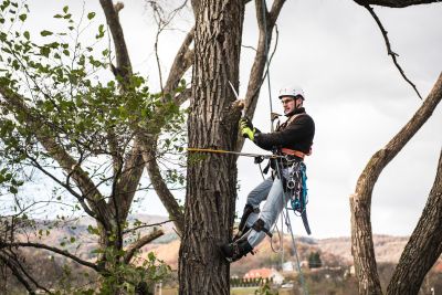 Tree Trimming Insurance in Houston, TX by Duckworth Insurance Agency